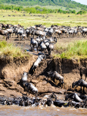 Maasai mara