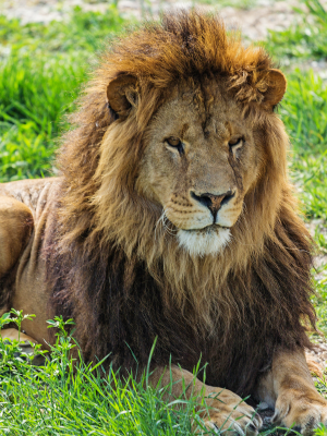 Serengeti